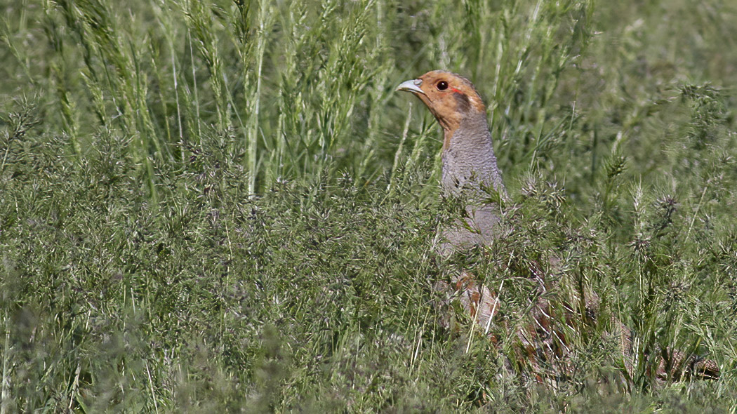 Grey Partridge