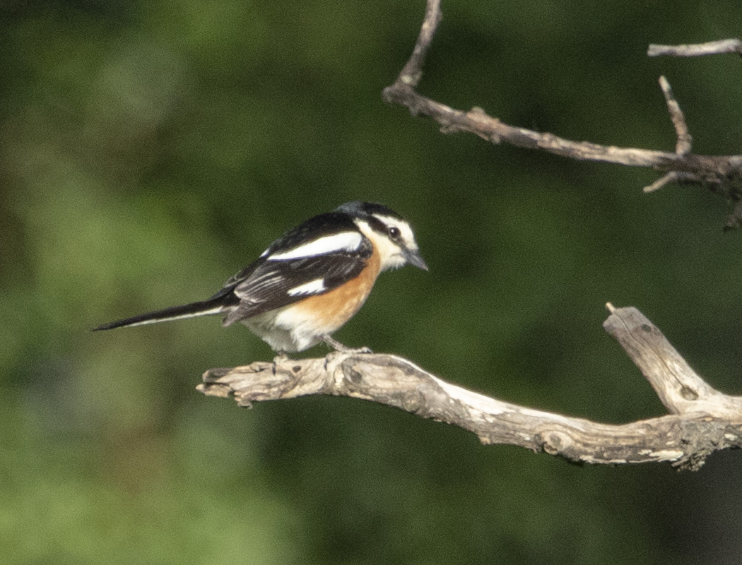 Masked Shrike