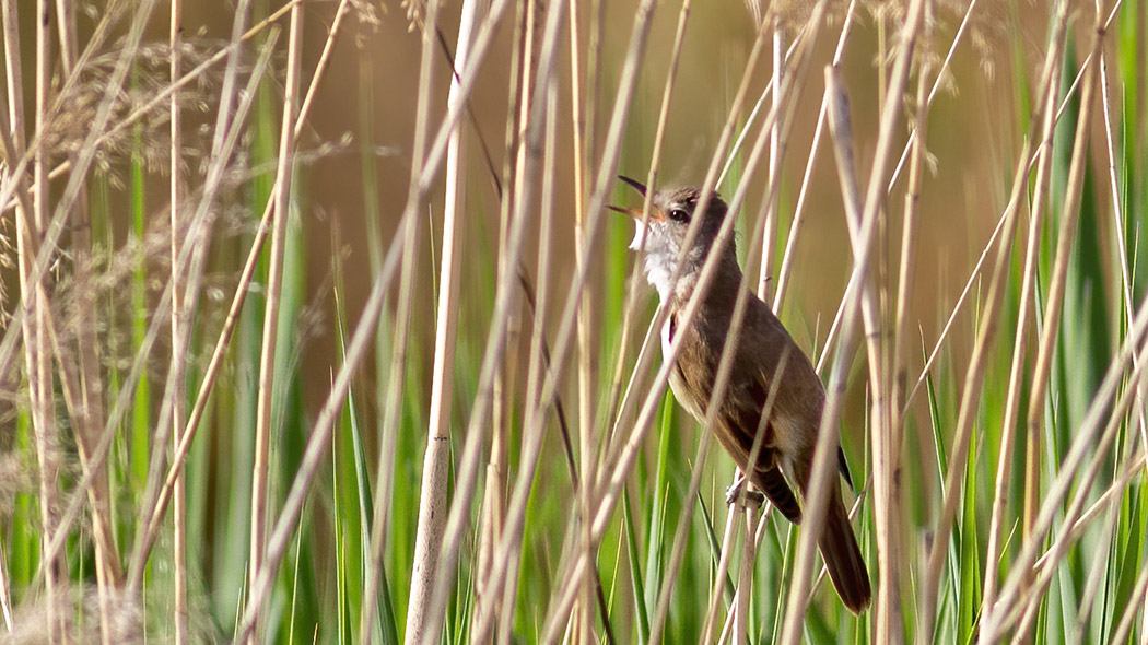 Great Reed Warbler