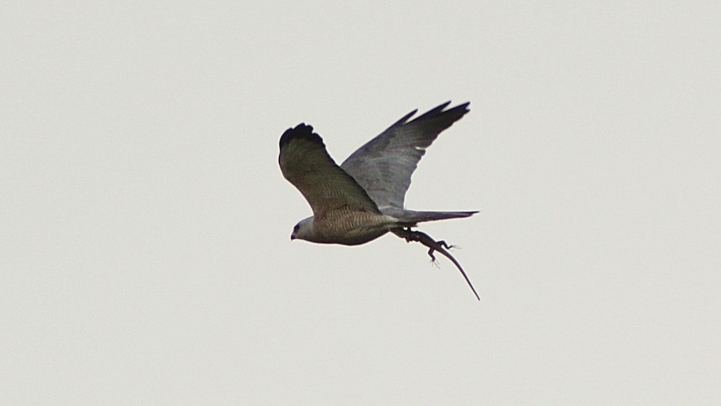 Levant Sparrowhawk