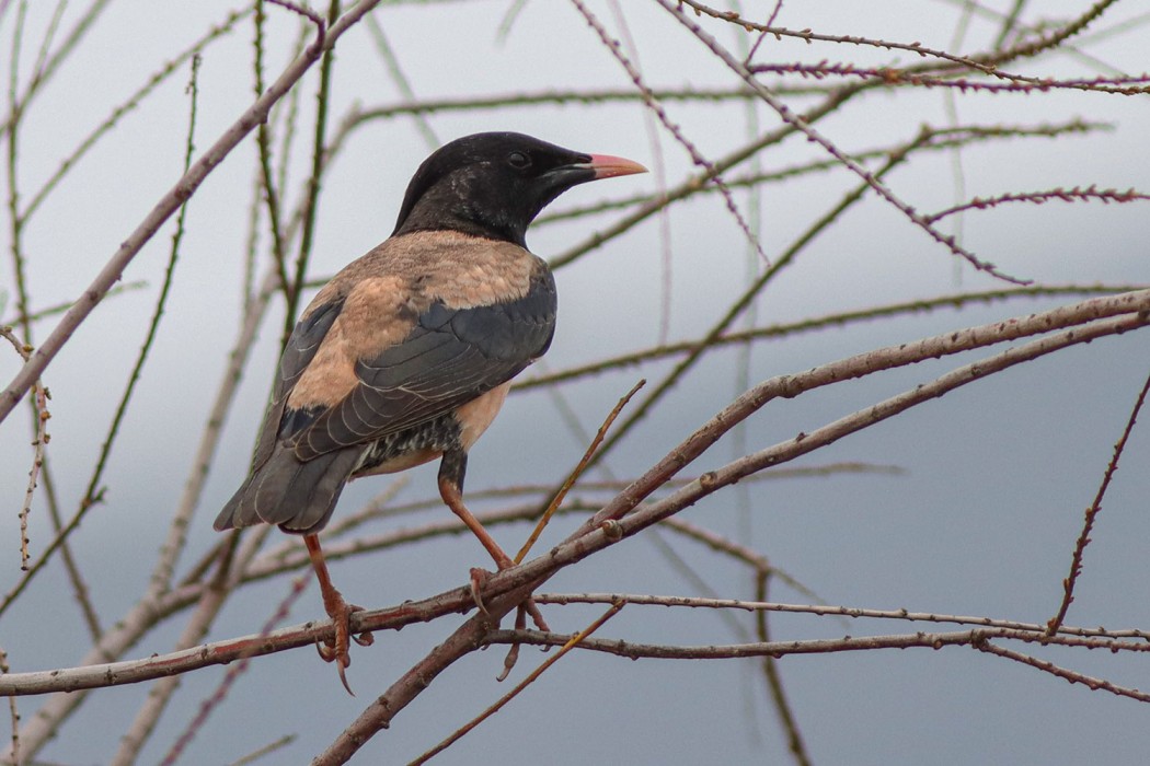 Rosy Starling