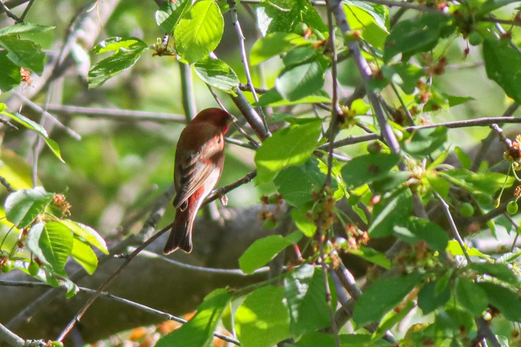 Common Rosefinch