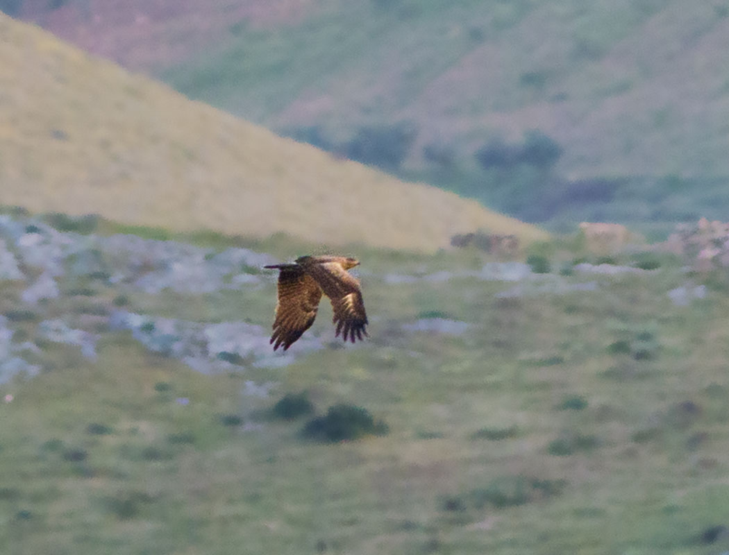 Lesser Spotted Eagle