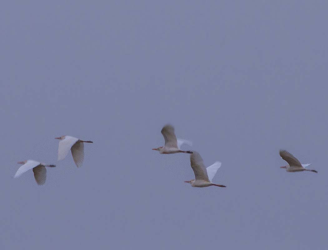 Western Cattle Egret
