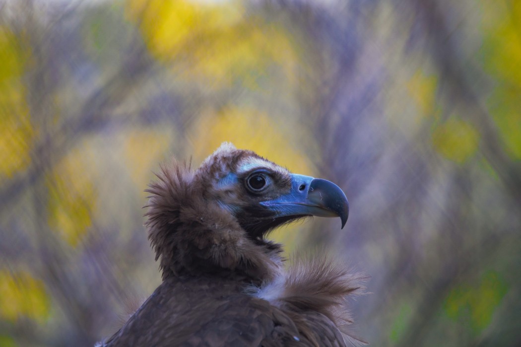 Cinereous Vulture