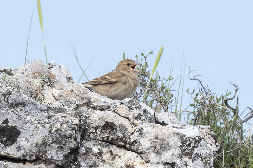 Pale Rockfinch