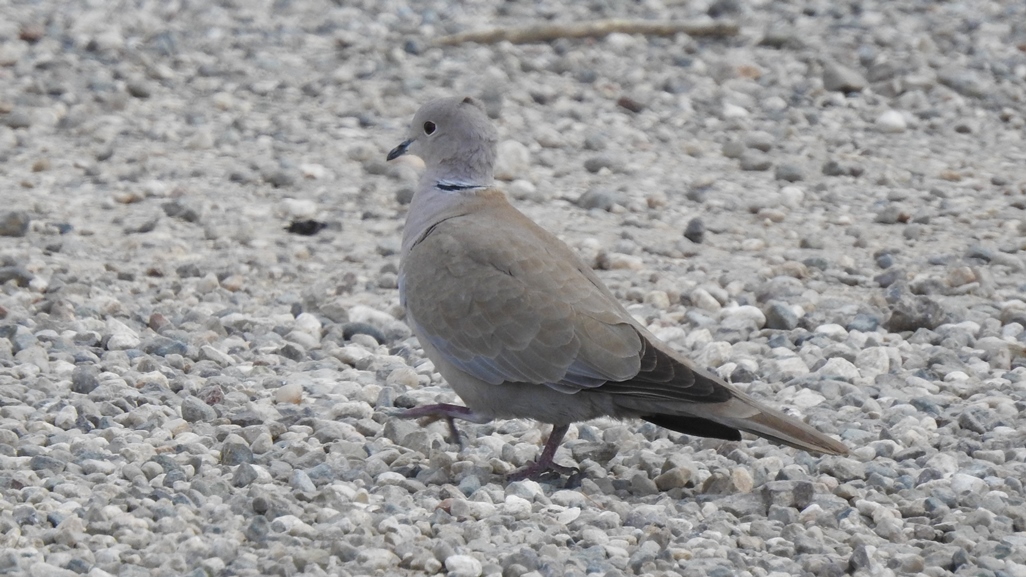 Eurasian Collared Dove