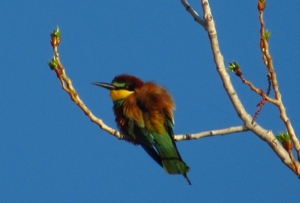 European Bee-eater