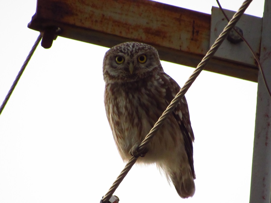 Little Owl