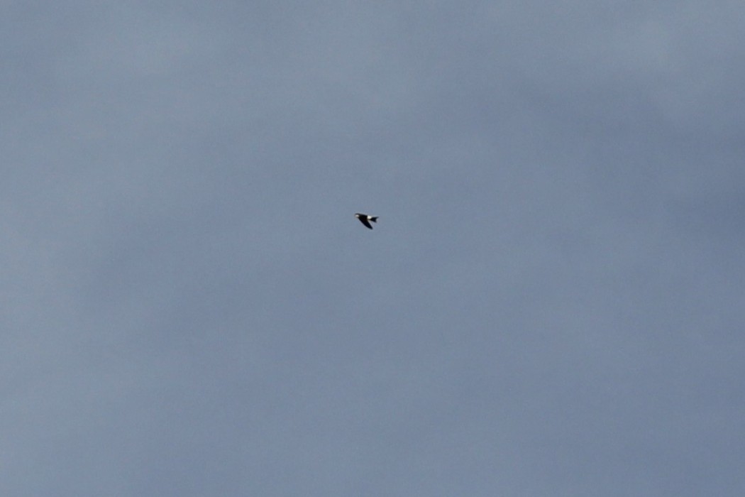 Western House Martin