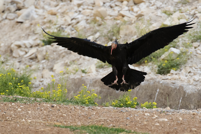Northern Bald Ibis