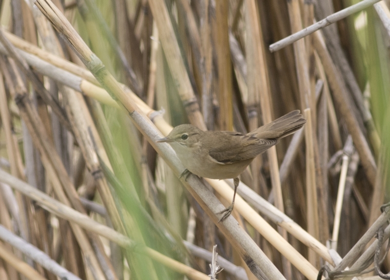 Common Reed Warbler