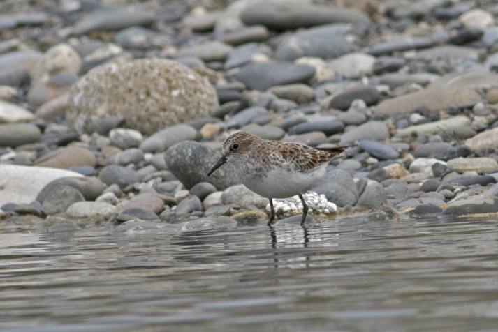 Little Stint