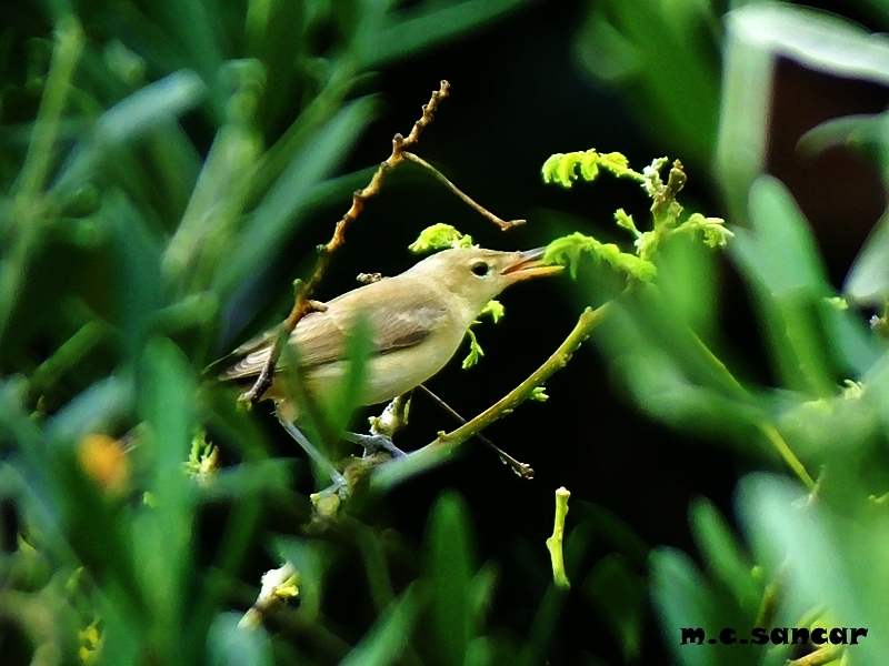Icterine Warbler