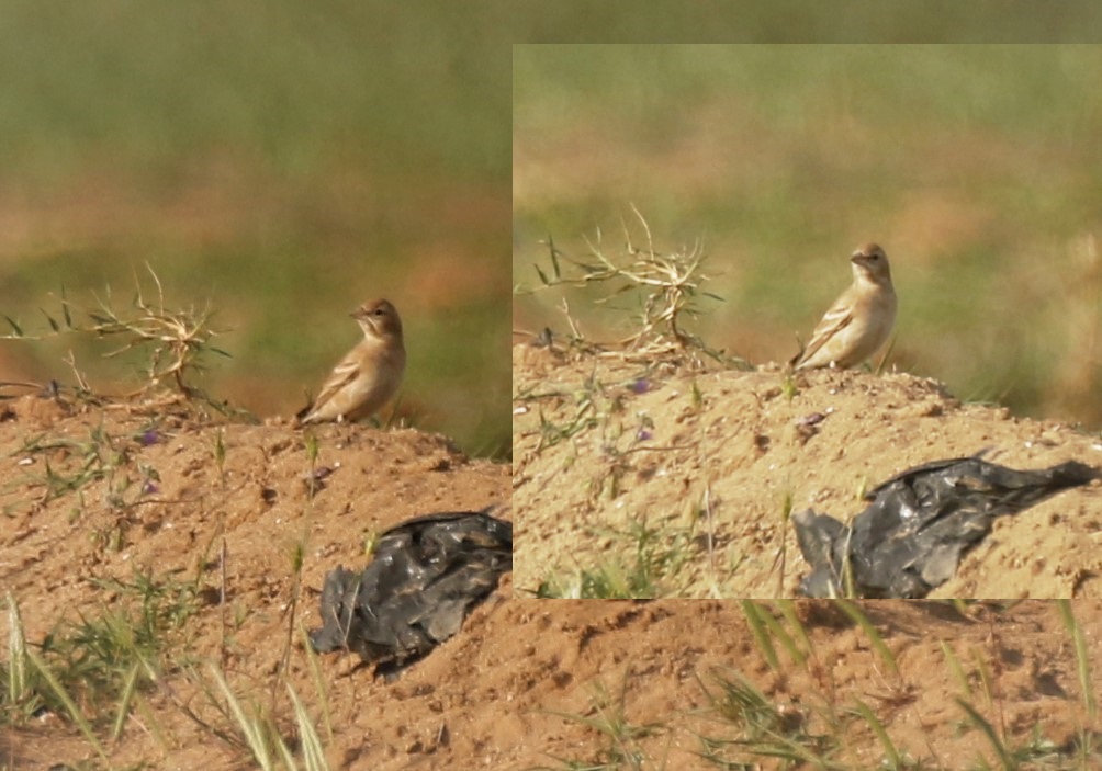 Pale Rockfinch