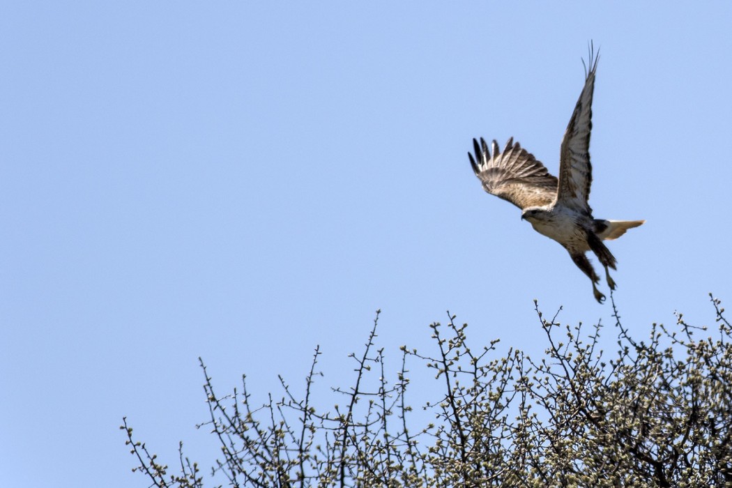 Long-legged Buzzard