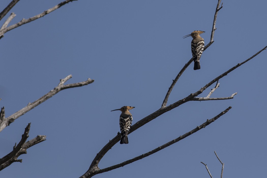Common Hoopoe