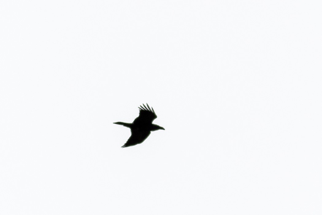 Northern Raven