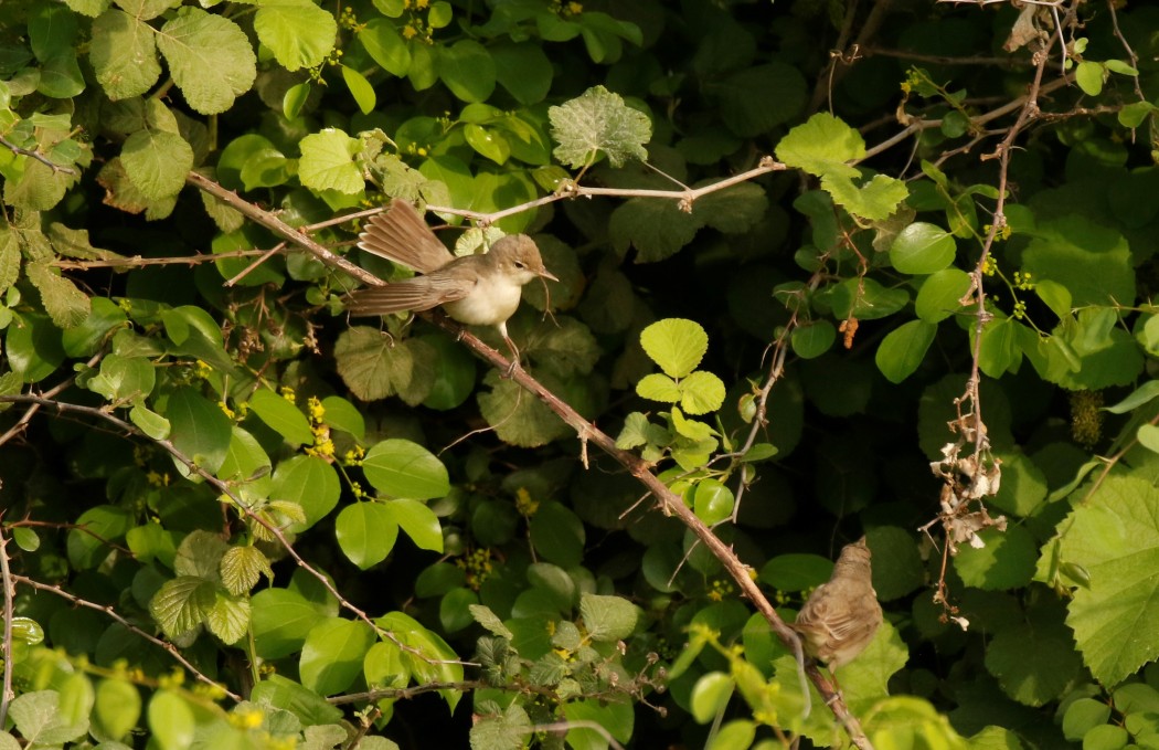 Eastern Olivaceous Warbler