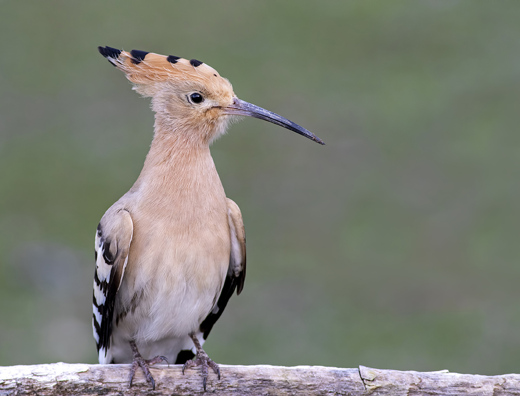 Common Hoopoe