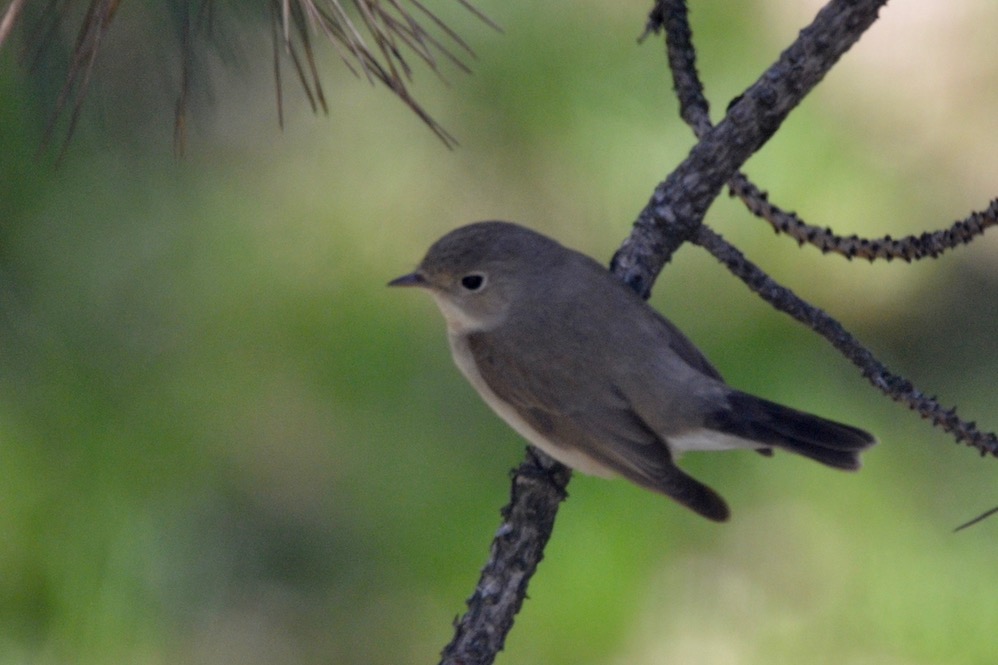 Red-breasted Flycatcher