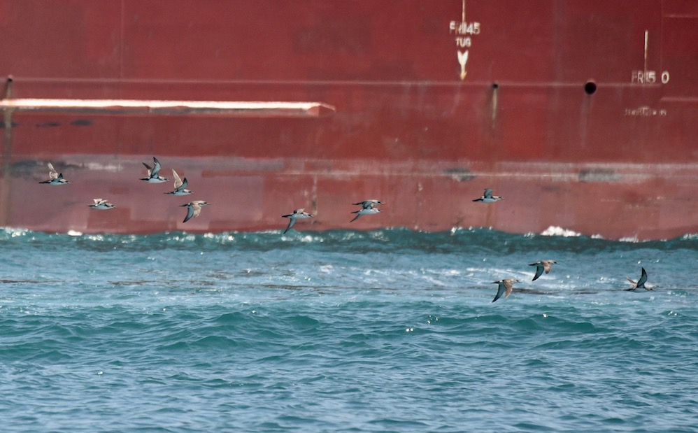 Yelkouan Shearwater