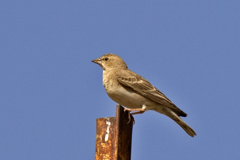 Pale Rockfinch