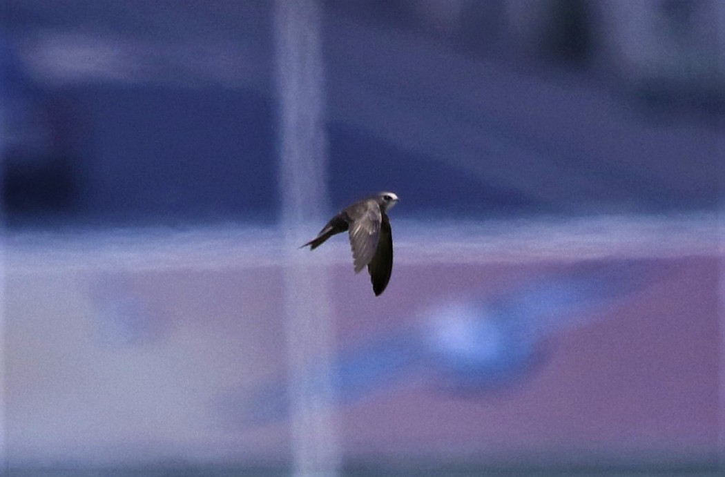 Common Swift