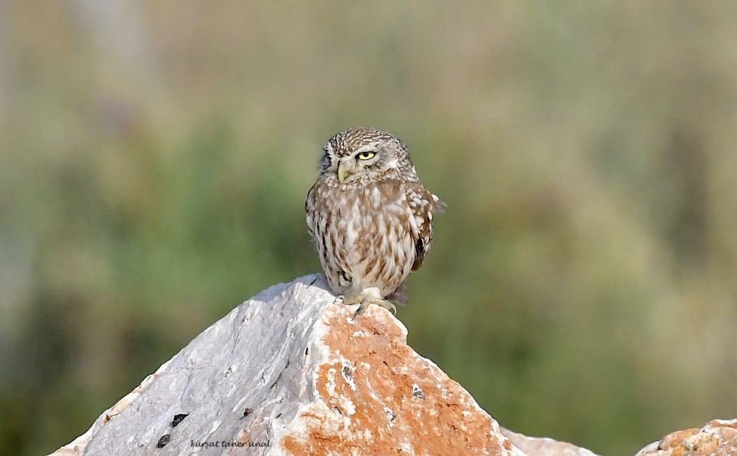 Little Owl