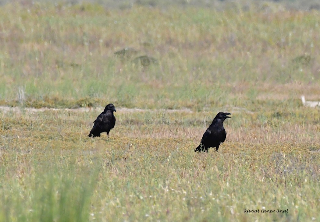 Northern Raven