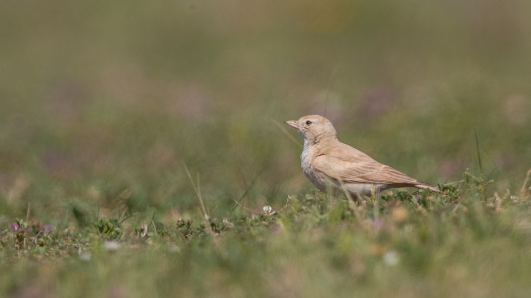 Bar-tailed Lark