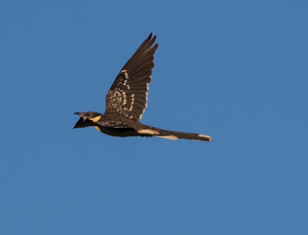 Great Spotted Cuckoo