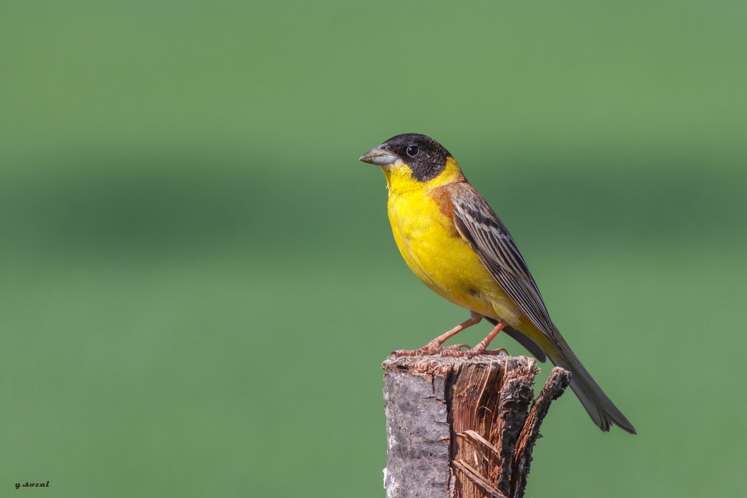 Black-headed Bunting