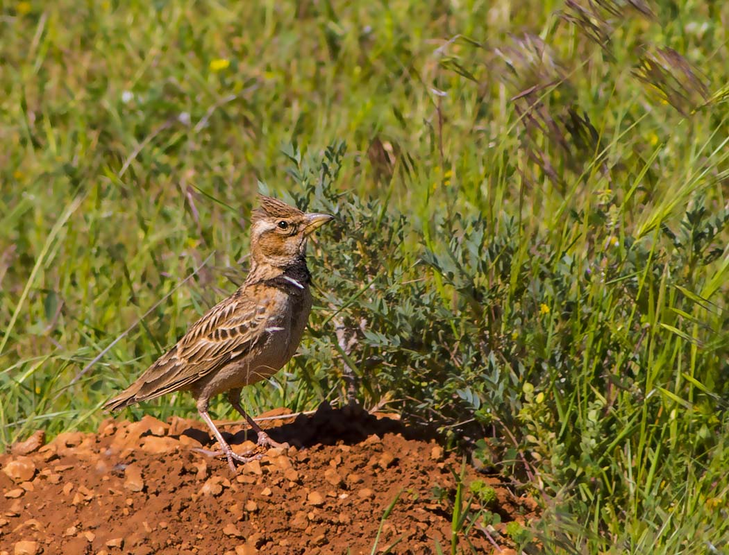Bimaculated Lark