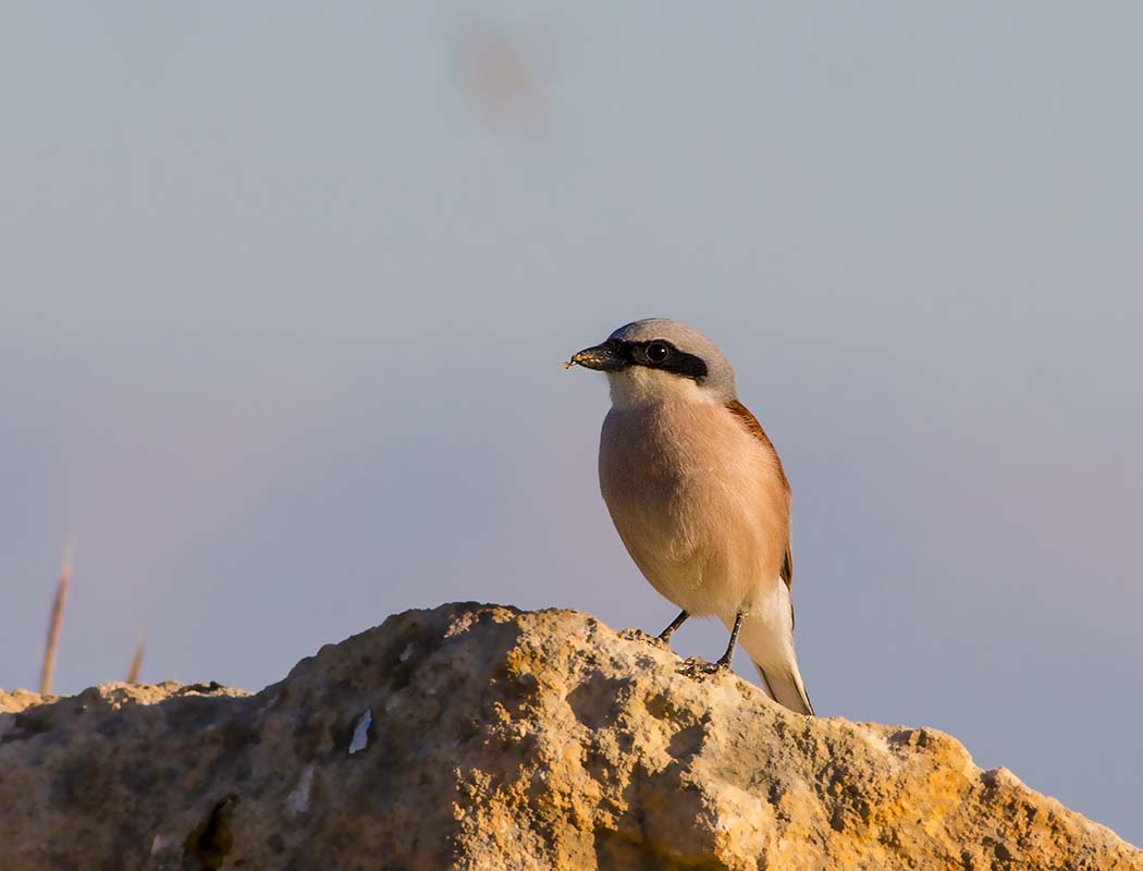 Red-backed Shrike