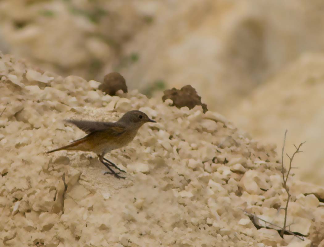 Common Redstart