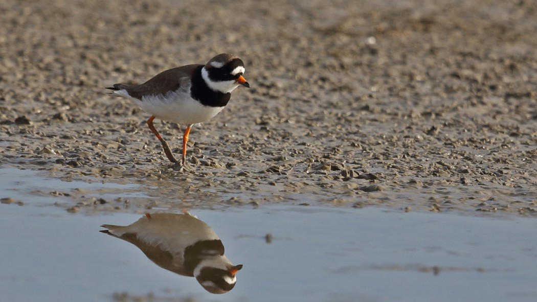Common Ringed Plover