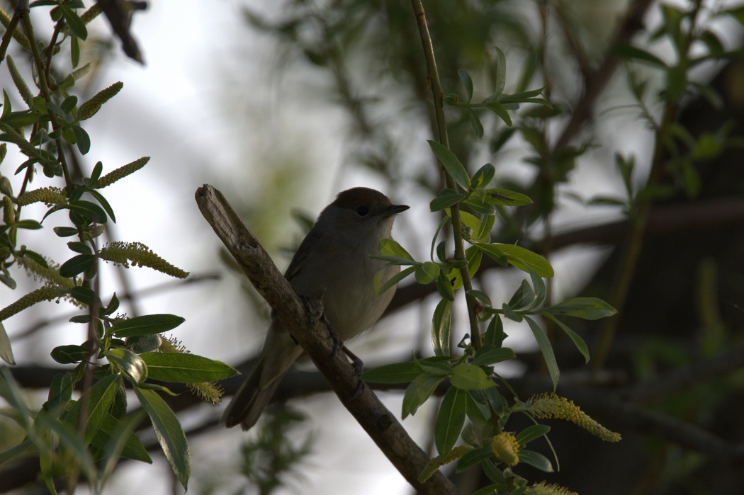 Eurasian Blackcap