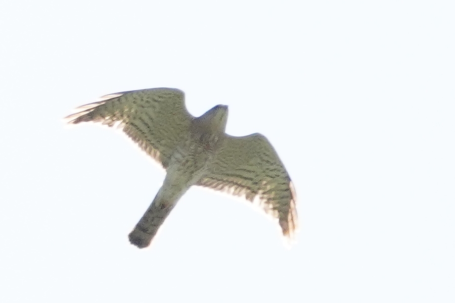 Levant Sparrowhawk