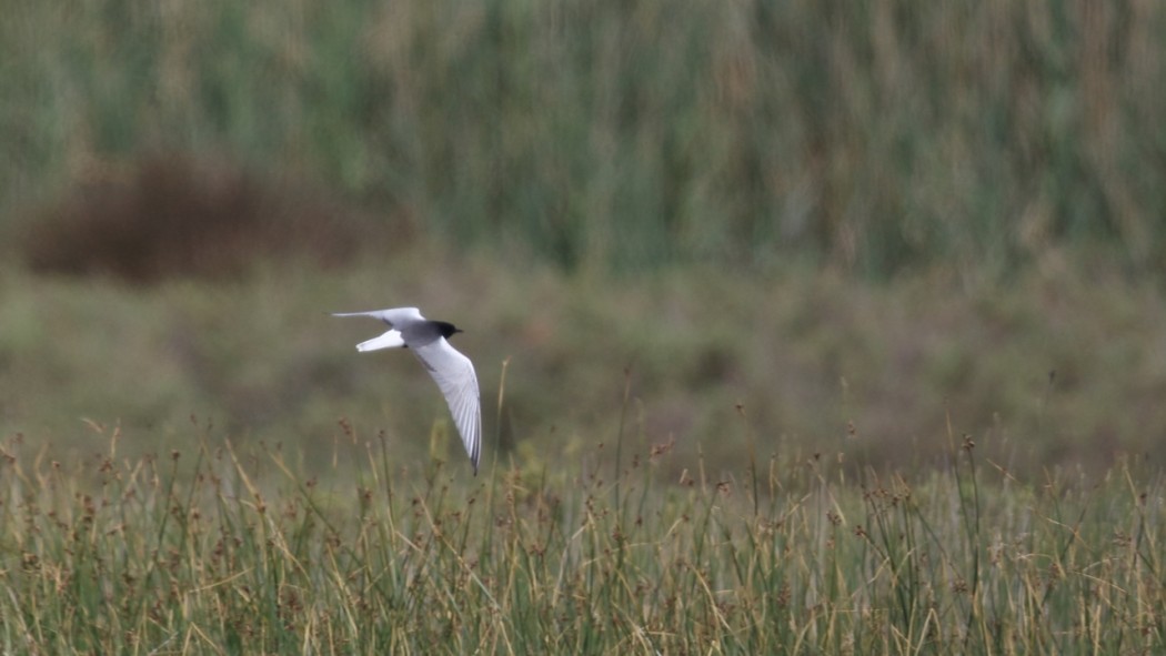 White-winged Tern