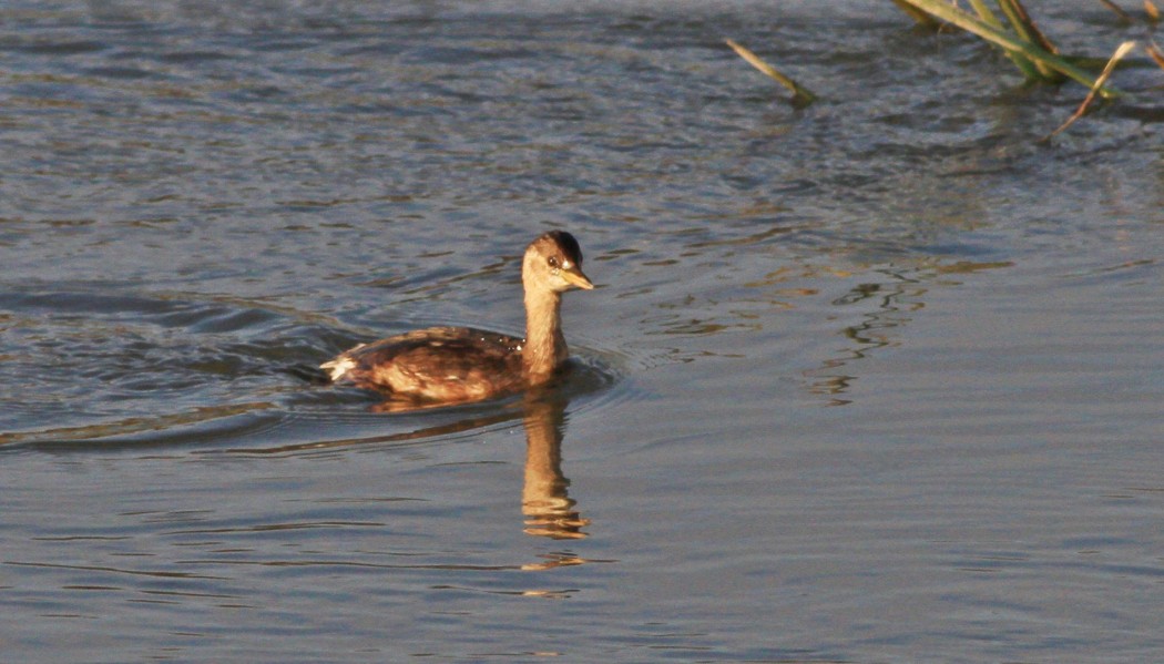 Küçük Batağan