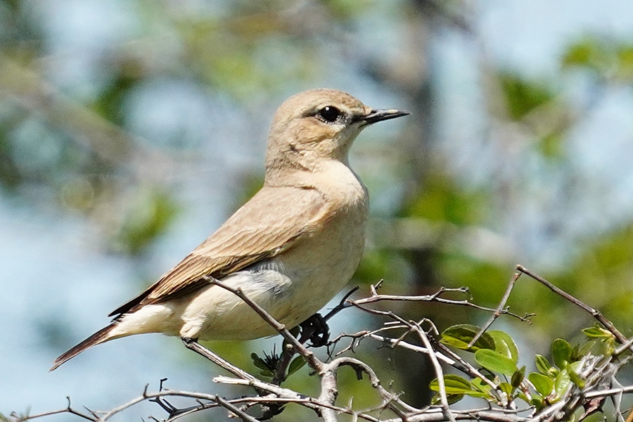 Isabelline Wheatear