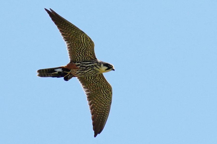 Eurasian Hobby