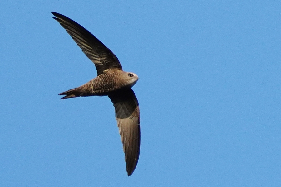 Pallid Swift