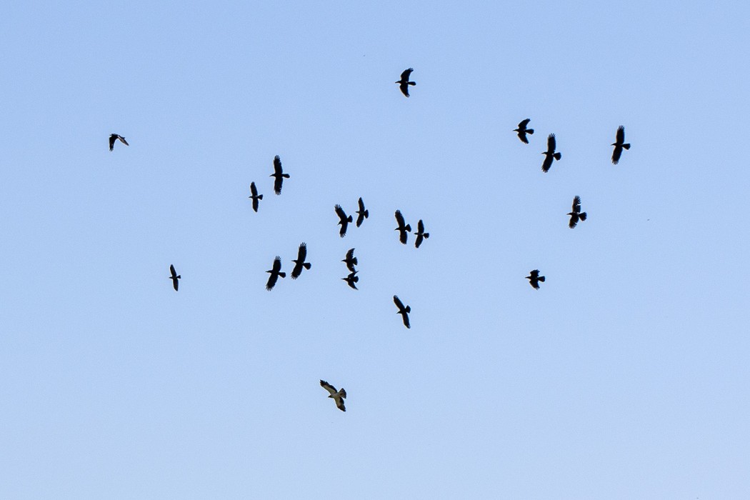 Booted Eagle