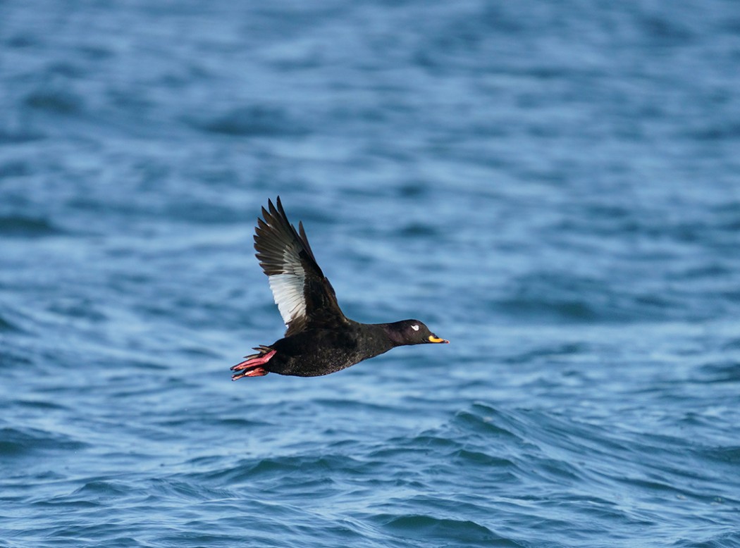 Velvet Scoter