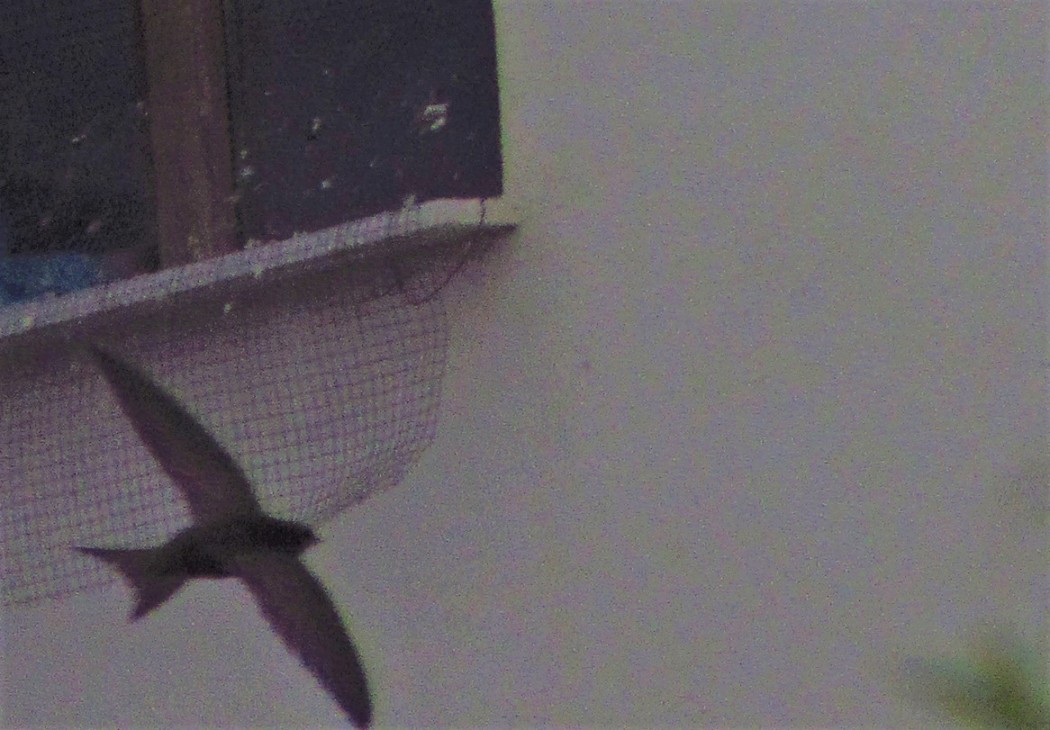 Common Swift