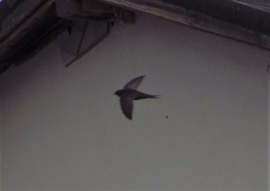 Common Swift