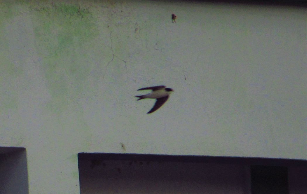 Western House Martin