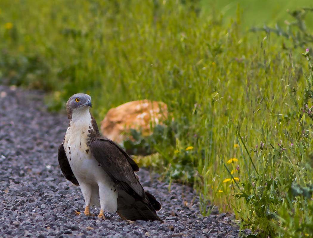 European Honey Buzzard